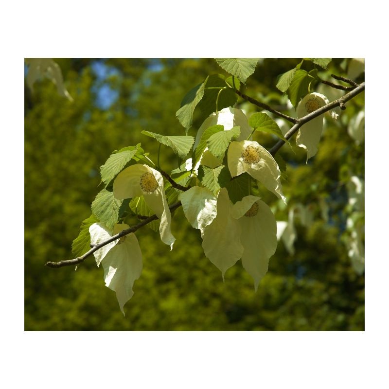 Davidia Involucrata 