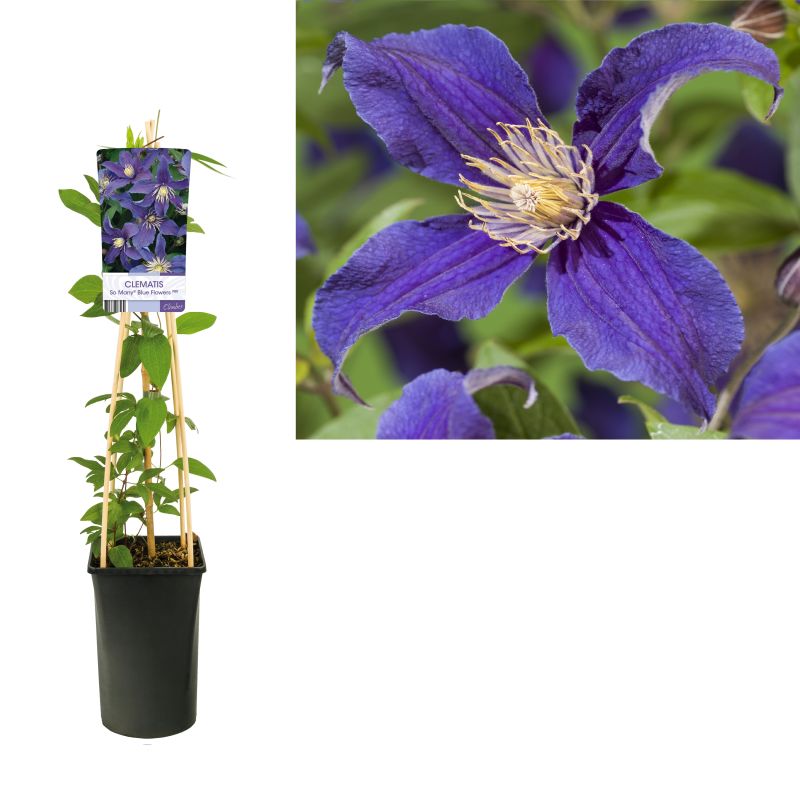 Clematis So Many Blue Flowers