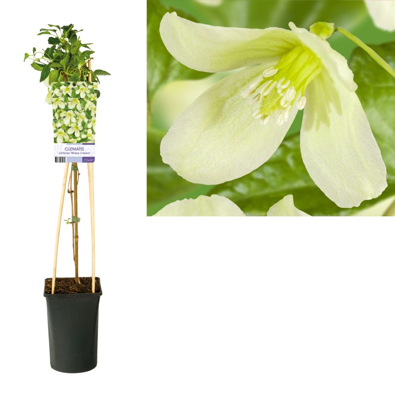 Clematis Wisley Cream