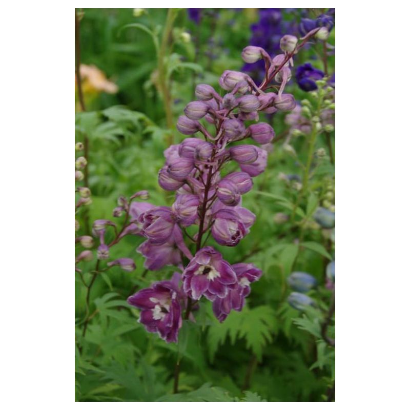 Delphinium Astolat - 6 stuks