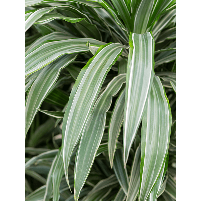 Dracaena Deremensis White Stripe vertakt