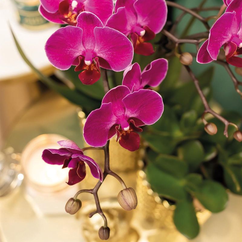 Orchidee in Diamond Pearl goud