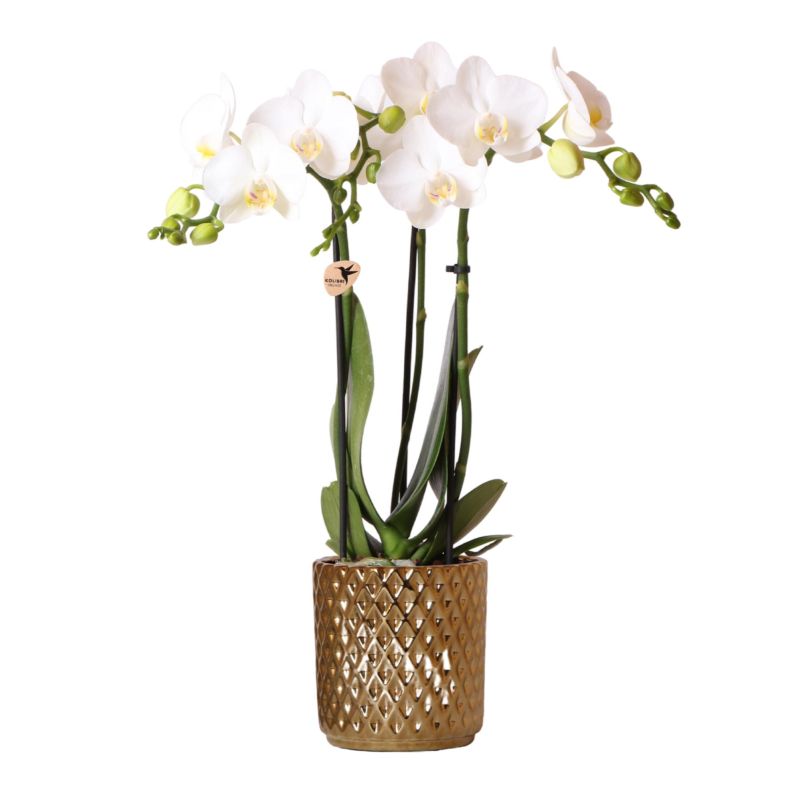 Orchidee wit in Diamond Pearl goud