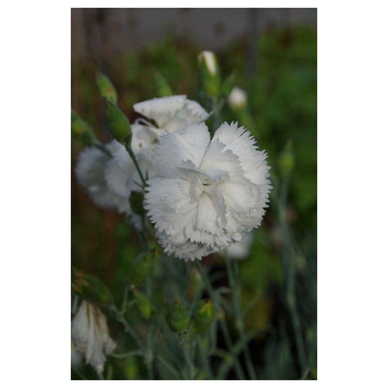 Dianthus Haytor White - 6 stuks