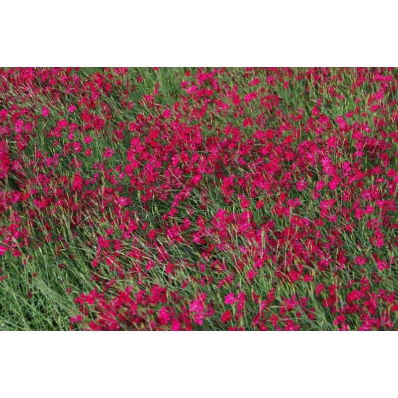 Dianthus Flashing Light - 6 stuks