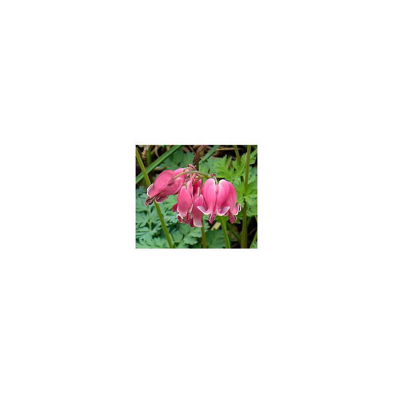 Dicentra King of Hearts - 6 stuks