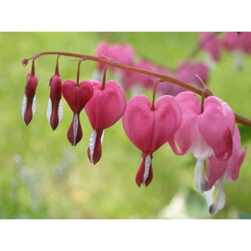 Dicentra spectabilis - 6 stuks