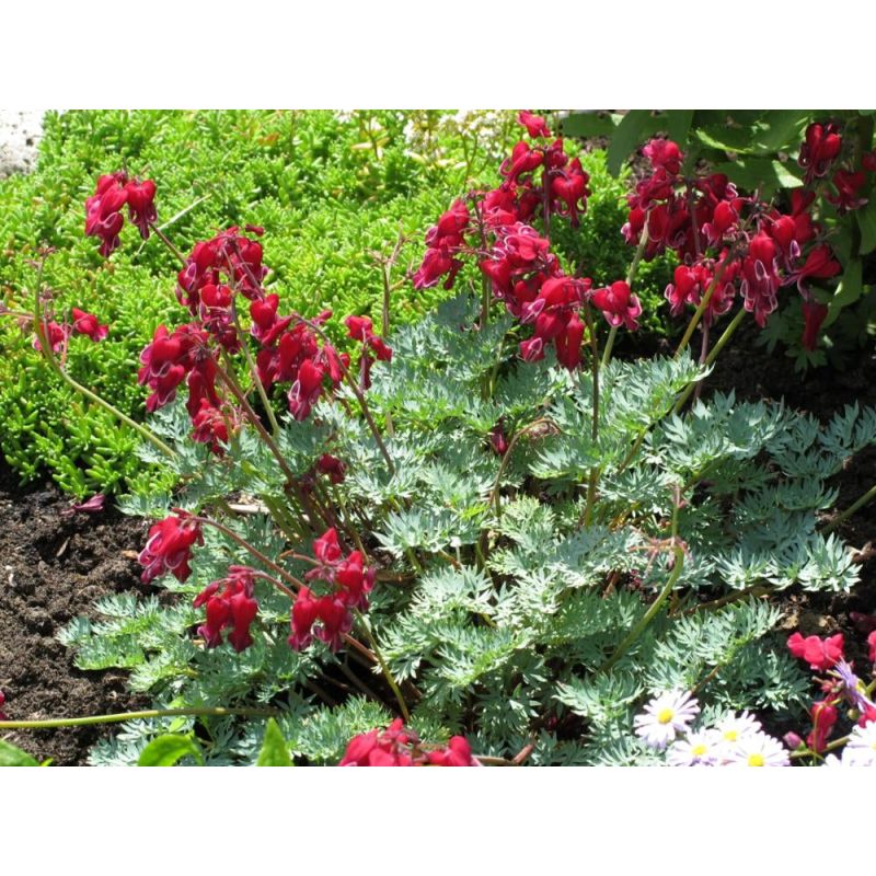 Dicentra Bacchanal - 6 stuks