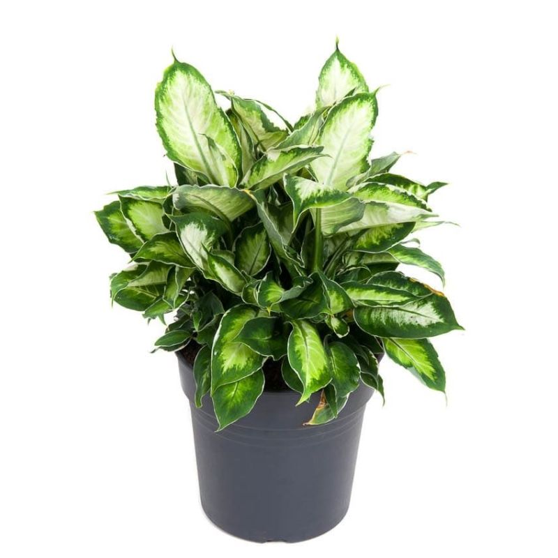 Dieffenbachia Cool Beauty