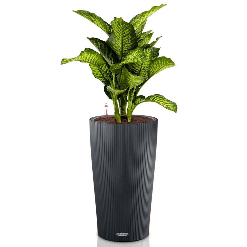 Dieffenbachia Maroba in watergevende Cilindro antraciet