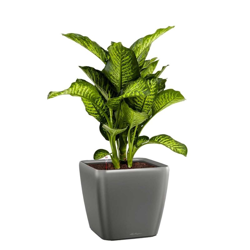 Dieffenbachia Maroba in watergevende Quadro antraciet 