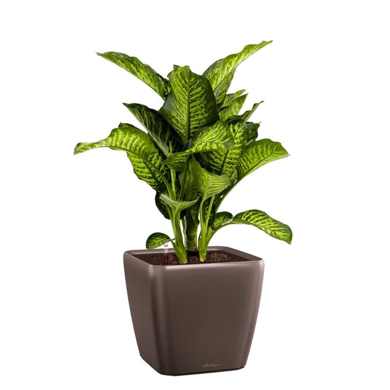 Dieffenbachia Maroba in watergevende Quadro bruin