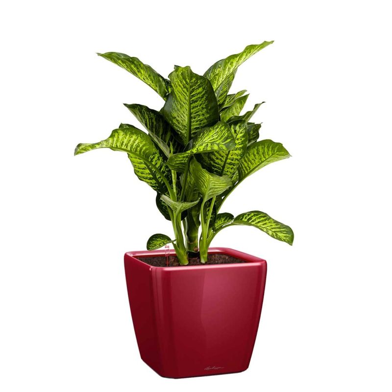 Dieffenbachia Maroba in watergevende Quadro rood