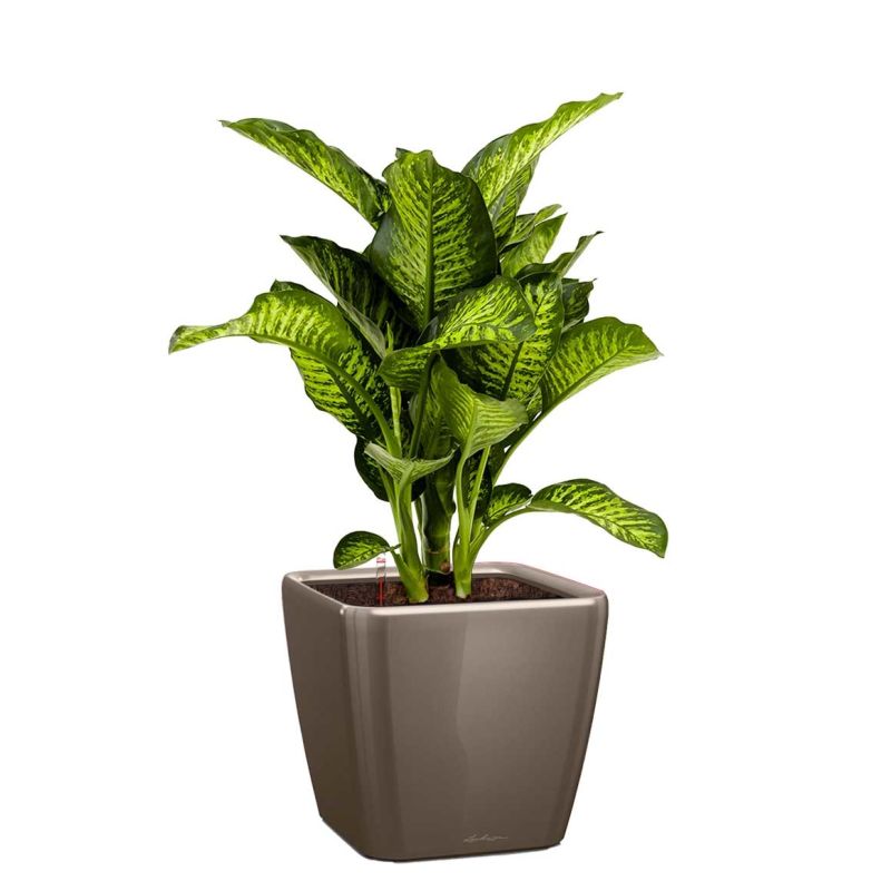 Dieffenbachia Maroba in watergevende Quadro taupe