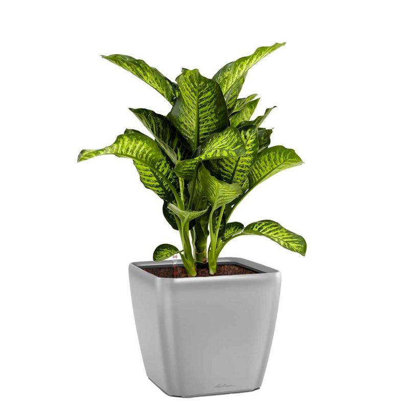 Dieffenbachia Maroba in watergevende Quadro zilver 