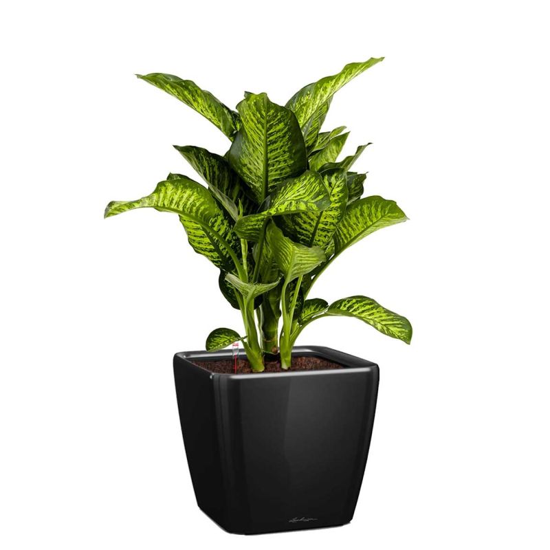 Dieffenbachia Maroba in watergevende Quadro zwart