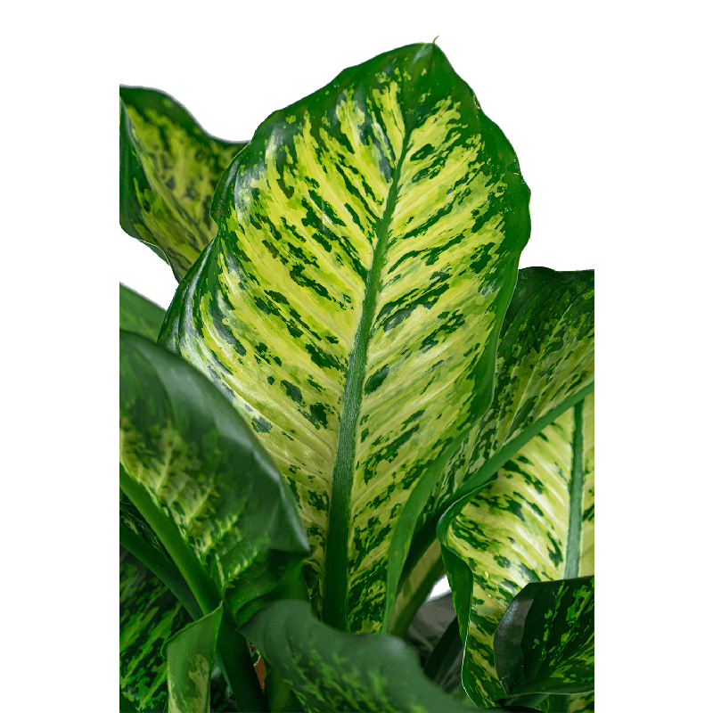 Dieffenbachia Maroba in watergevende Cilindro antraciet