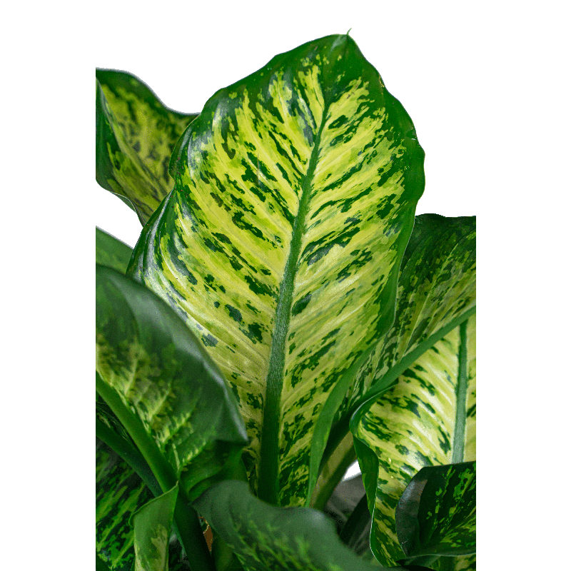 Dieffenbachia Maroba in Laos Emperor Groen