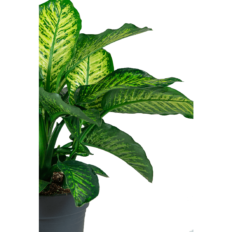 Dieffenbachia Maroba in watergevende Quadro rood