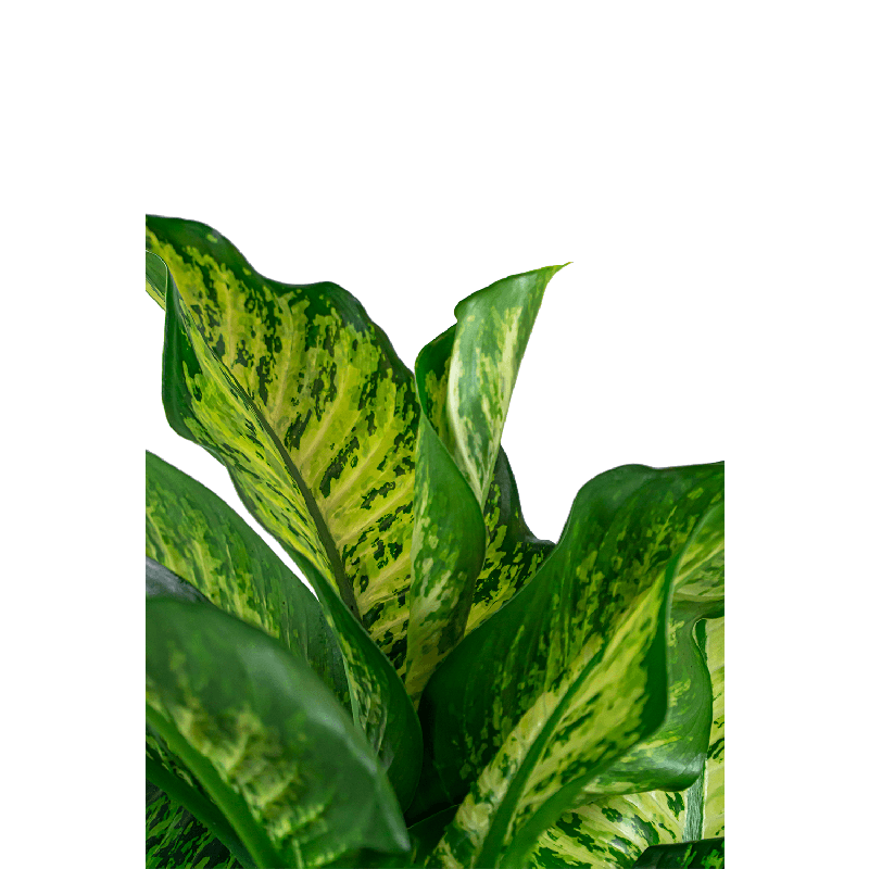 Dieffenbachia Maroba in watergevende Cilindro antraciet