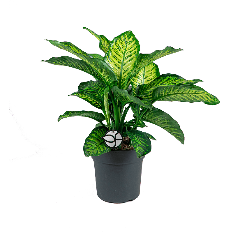 Dieffenbachia Maroba