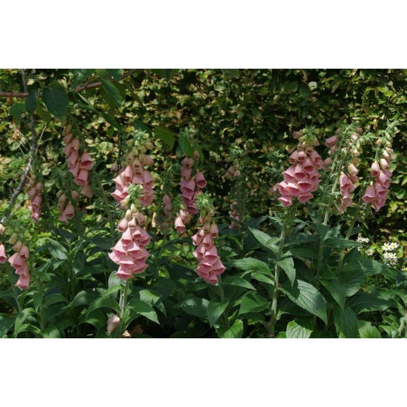 Digitalis Mertonensis - 6 stuks