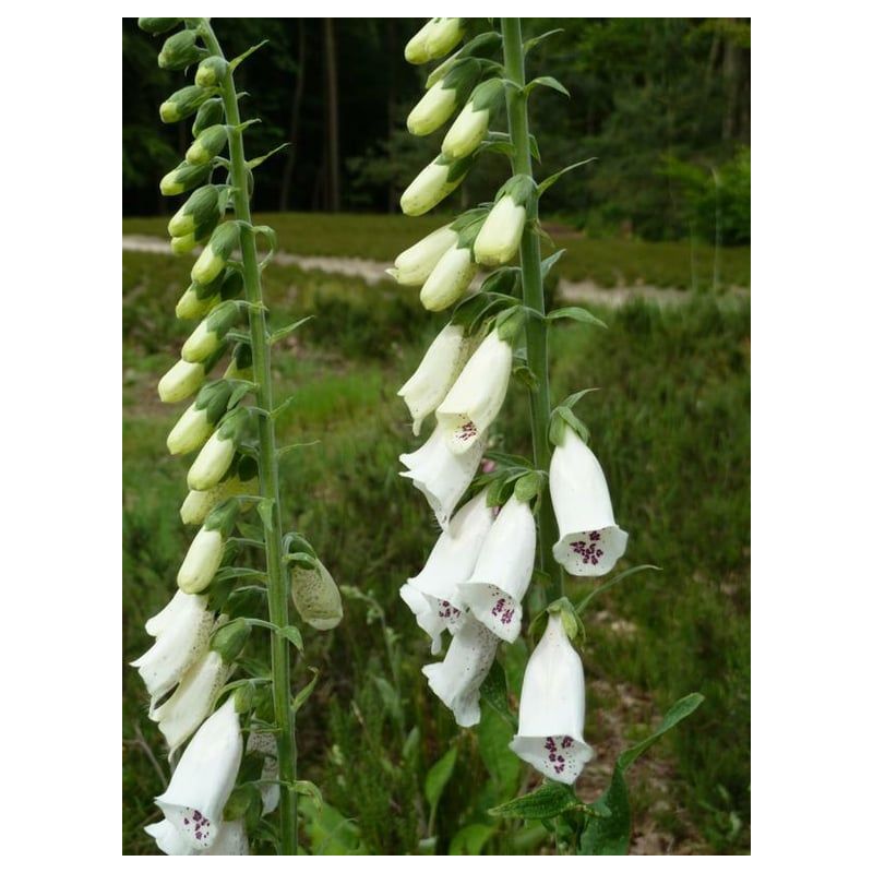 Digitalis purpurea Alba - 6 stuks