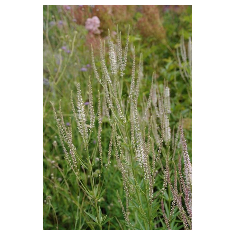 Veronicastrum Diana - 6 stuks