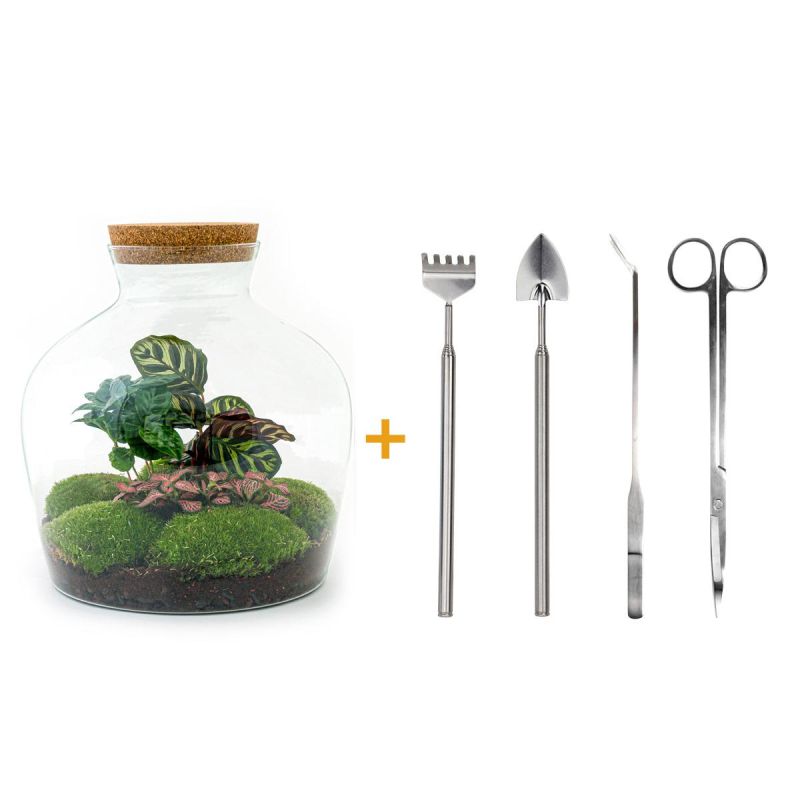 DIY Terrarium Calathea + tools