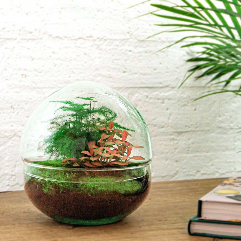 DIY Terrarium Dome