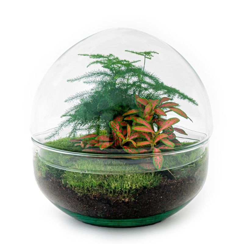 DIY Terrarium Dome