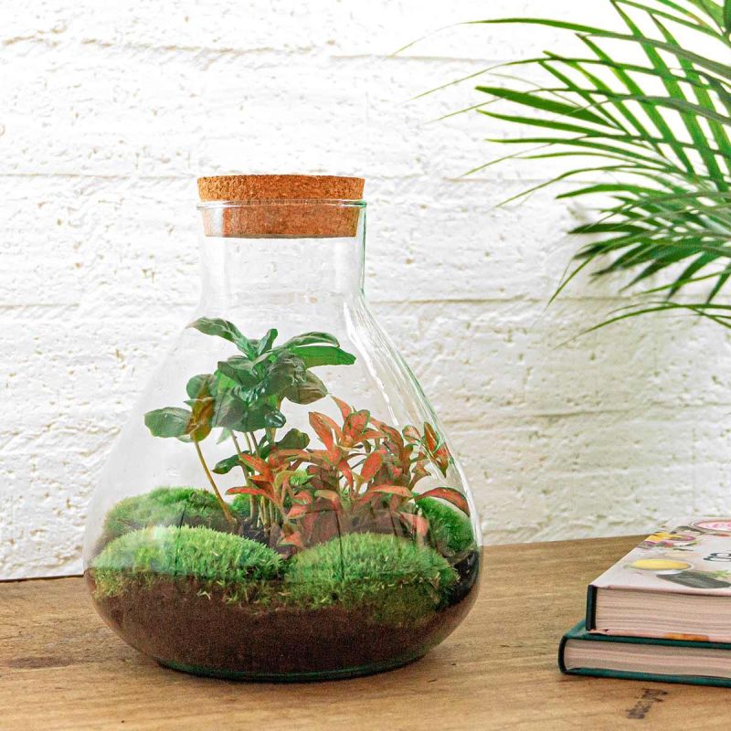 DIY Terrarium Fittonia + tools