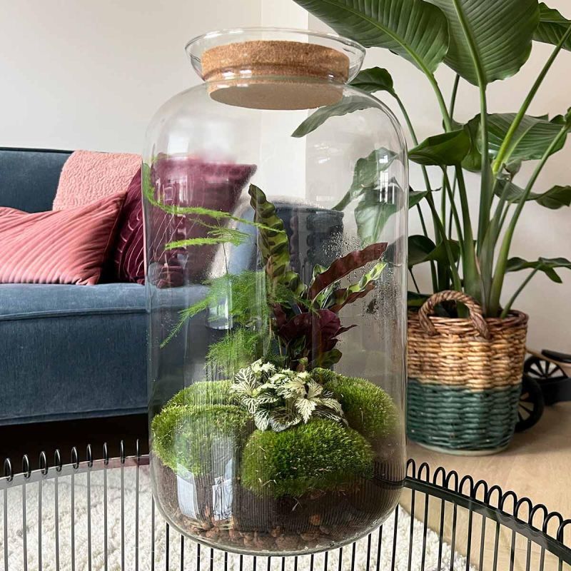 DIY Terrarium Asparagus