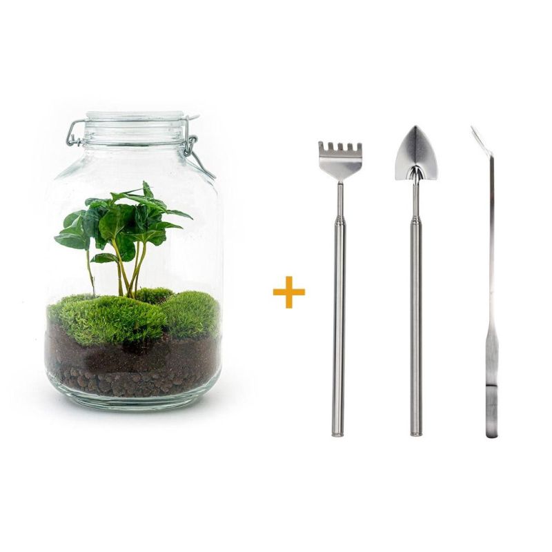 DIY Terrarium Coffea + tools