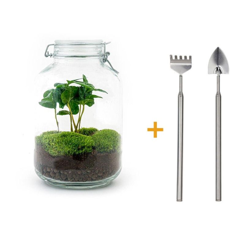 DIY Terrarium Coffea + tools