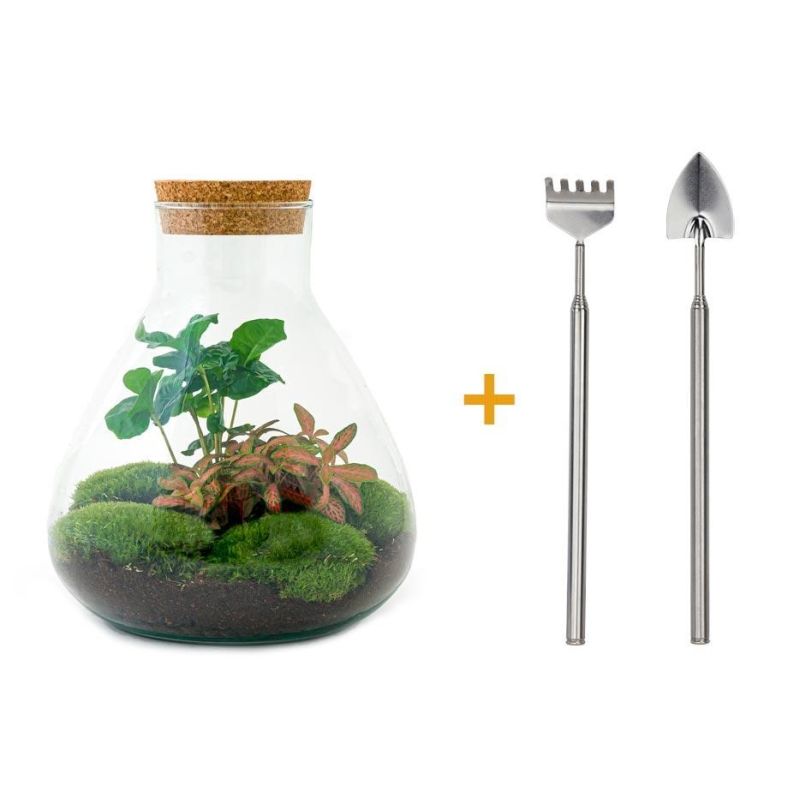 DIY Terrarium Fittonia + tools