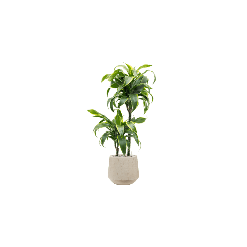 Dracaena Dorado 2-stam