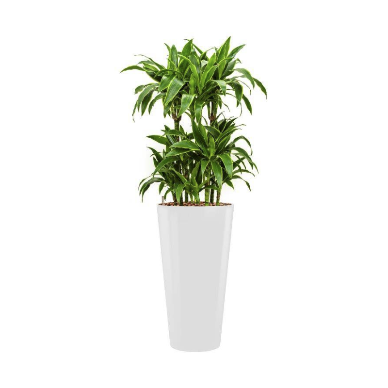 Dracaena Arturo hydrocultuur in Runner rond wit