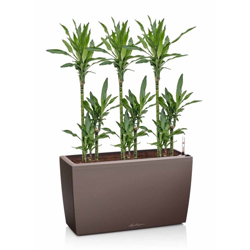 Dracaena Janet Lind in watergevende Cararo bruin