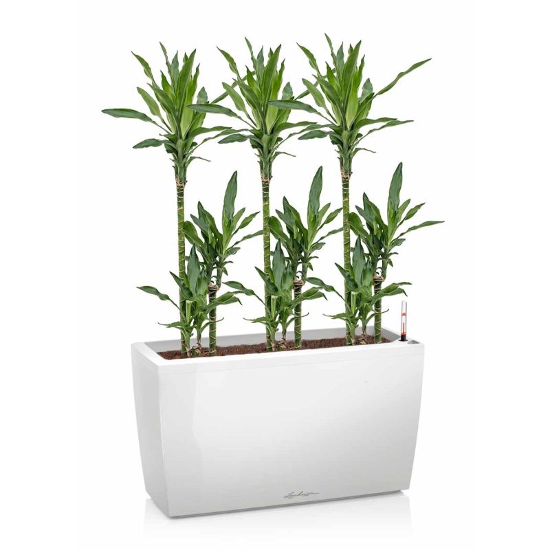 Dracaena Janet Lind in watergevende Cararo wit