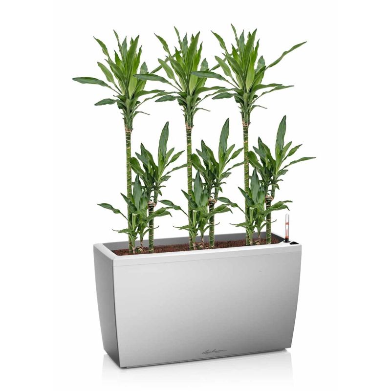 Dracaena Janet Lind in watergevende Cararo zilver