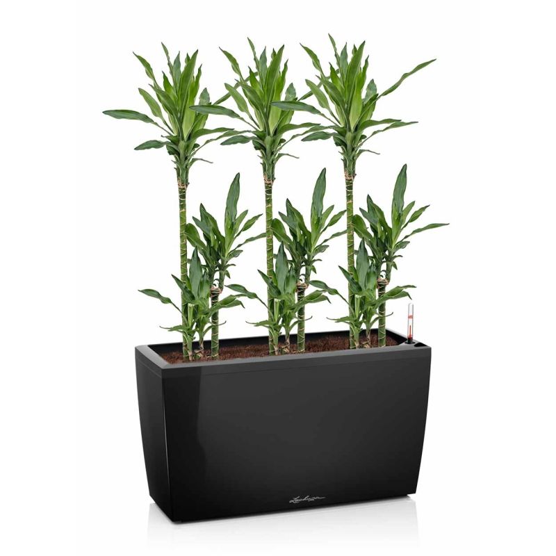 Dracaena Janet Lind in watergevende Cararo zwart