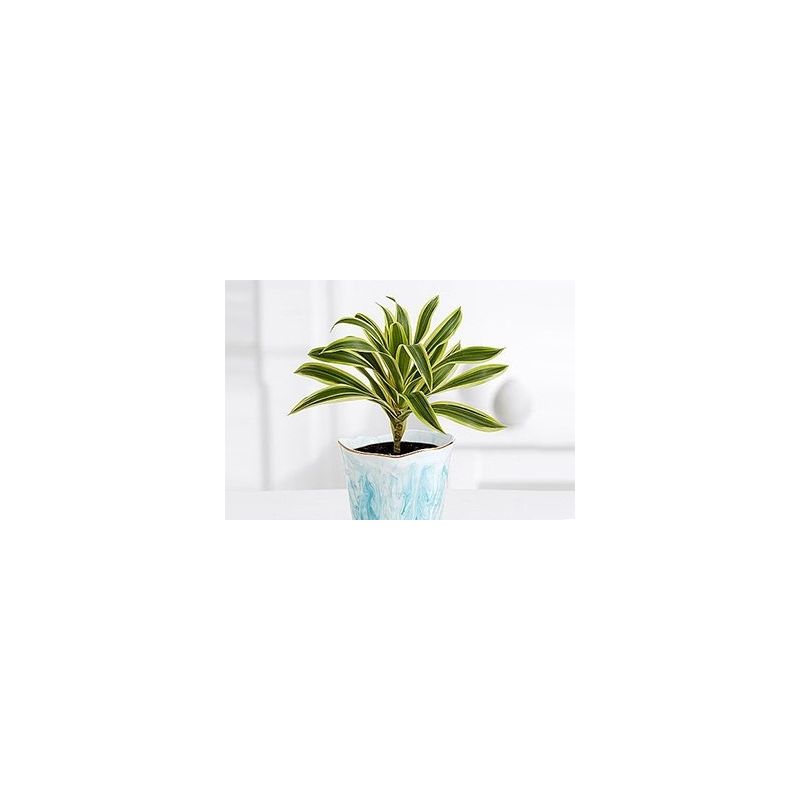 Dracaena Cintho