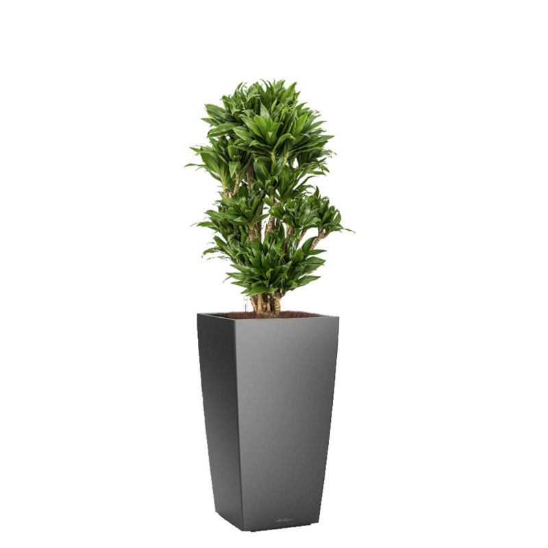 Dracaena Compacta in watergevende Cubico antraciet