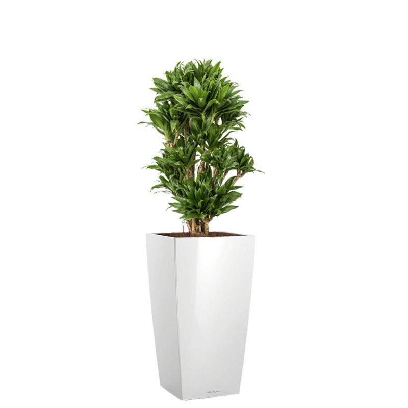 Dracaena Compacta in watergevende Cubico wit