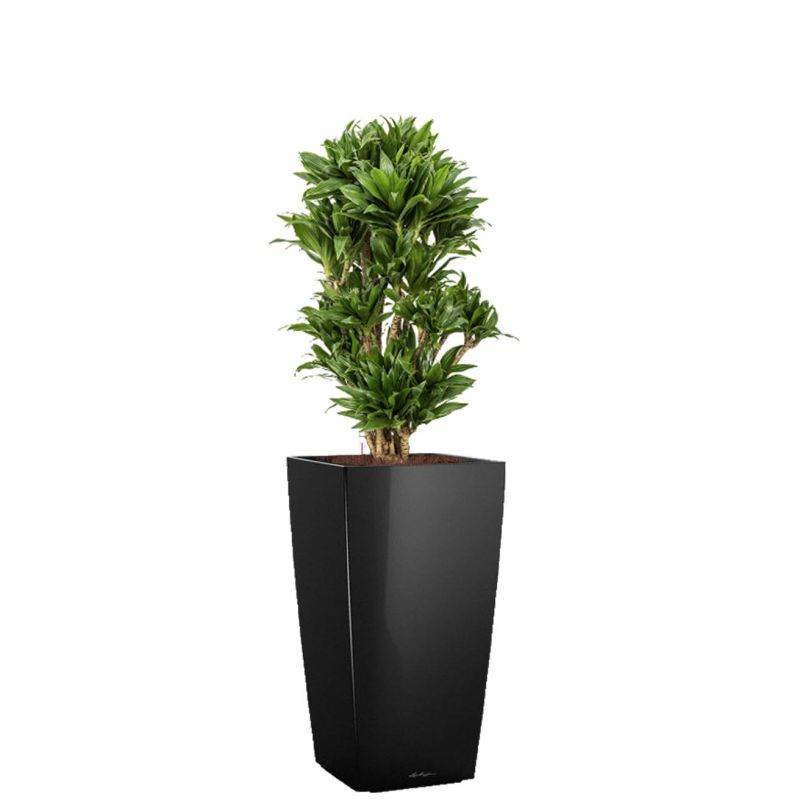 Dracaena Compacta in watergevende Cubico zwart