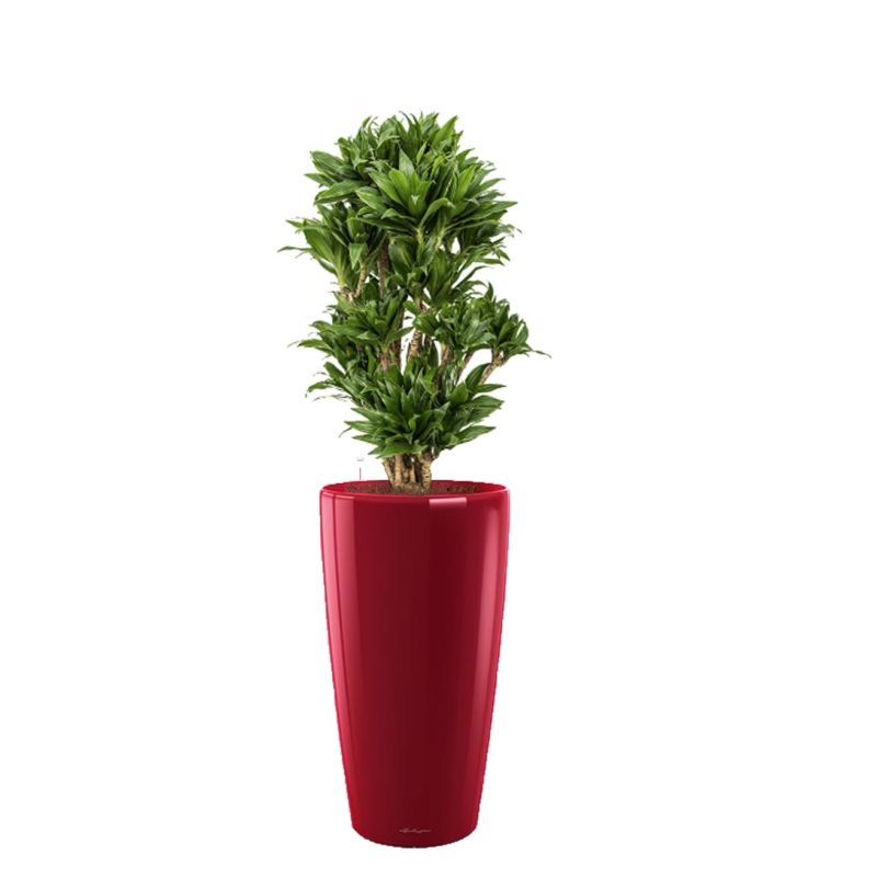 Dracaena Compacta in watergevende Rondo Rood