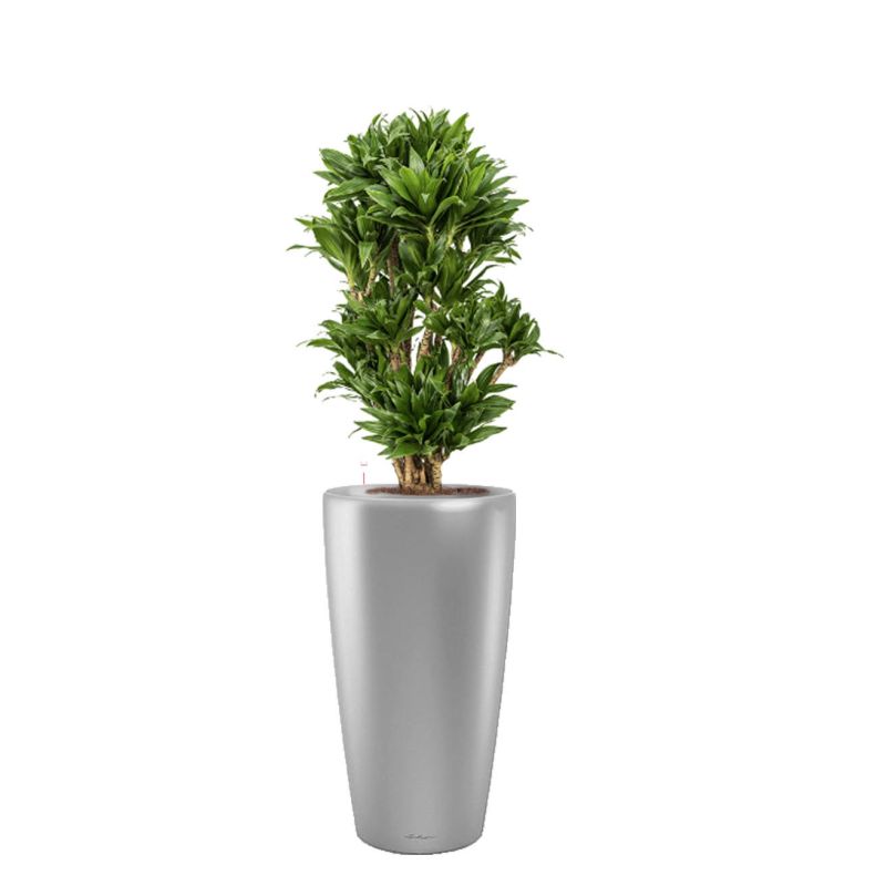 Dracaena Compacta in watergevende Rondo zilver