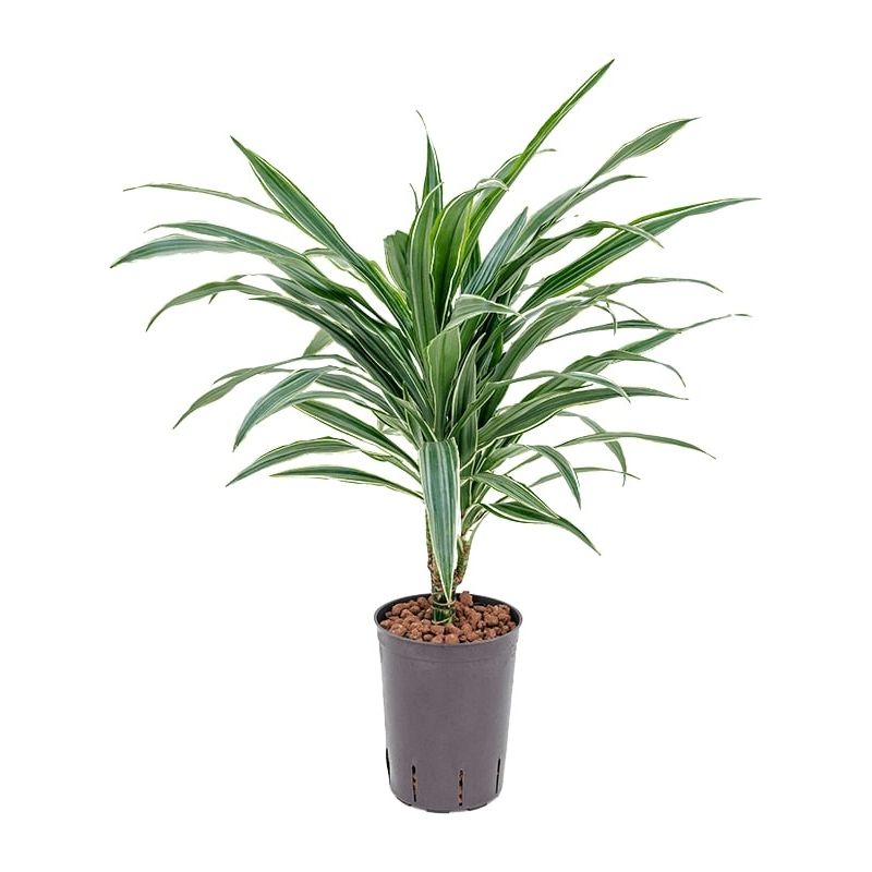 Dracaena Deremensis Warneckei