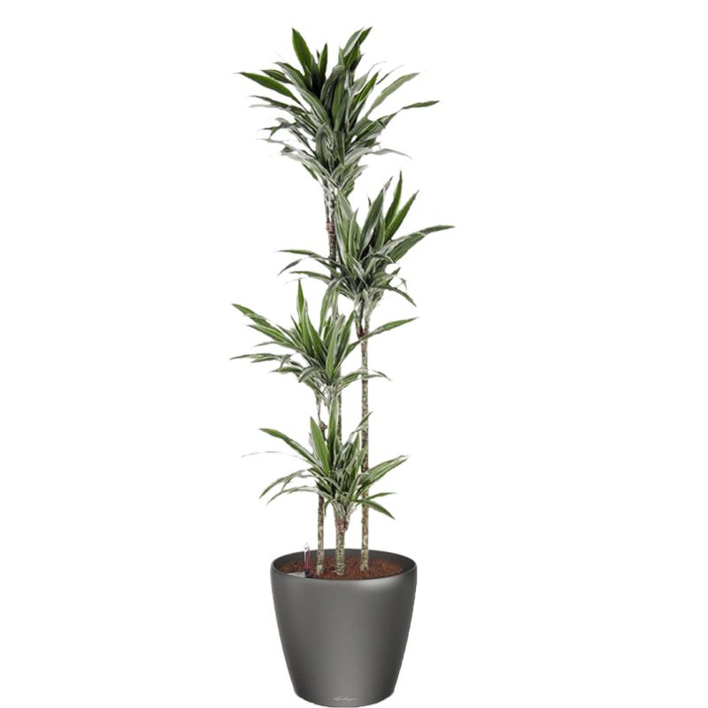 Dracaena Warneckei in watergevende Classico antraciet